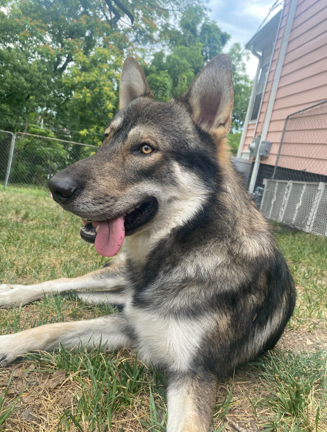 Khaos the wolf-dog